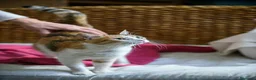 Europeo gatti in regalo: Maggie, abbandonata è pronta ad amare di nuovo  - Annuncio 6