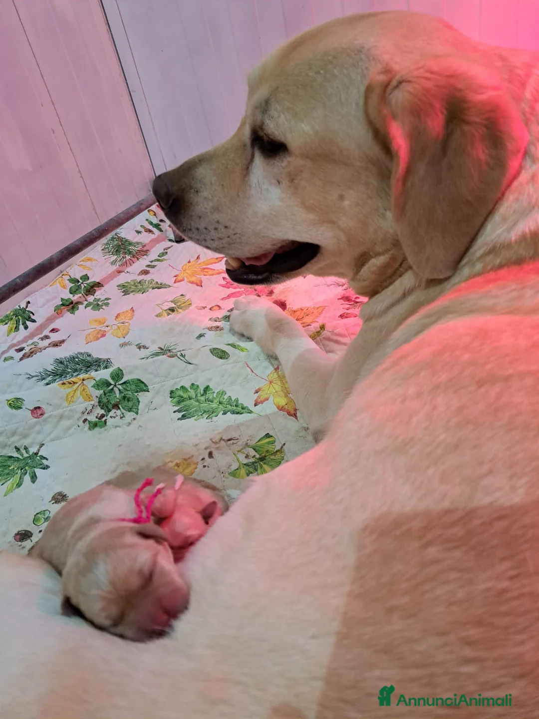 Labrador cani in vendita: Cuccioli di Labrador:  a Provincia di Lecco - Annuncio 1