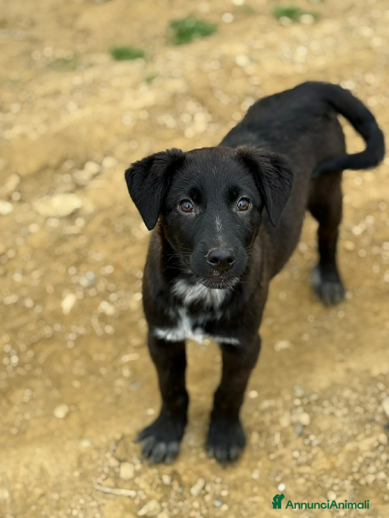 Meticcio cani SILAS, cucciolotto in nero ignorato da tutti. - Annuncio 6