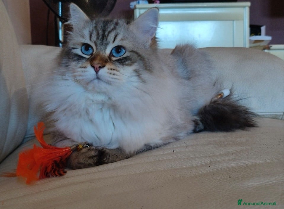 Siberiano gatti Gatto siberiano ipoallergenico  - Annuncio 15