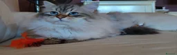 Siberiano gatti in vendita: Gatto siberiano ipoallergenico  - Annuncio 1