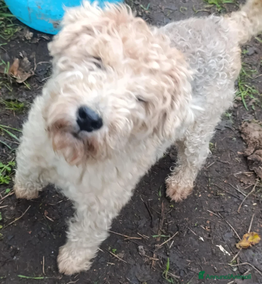 Lakeland Terrier cani in vendita: Lakeland terrier adulti a Province of Pavia - Annuncio 12