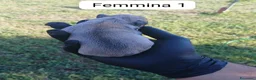 Bulldog Francese cani in vendita:  Cuccioli di Bulldog francese  - Annuncio 8