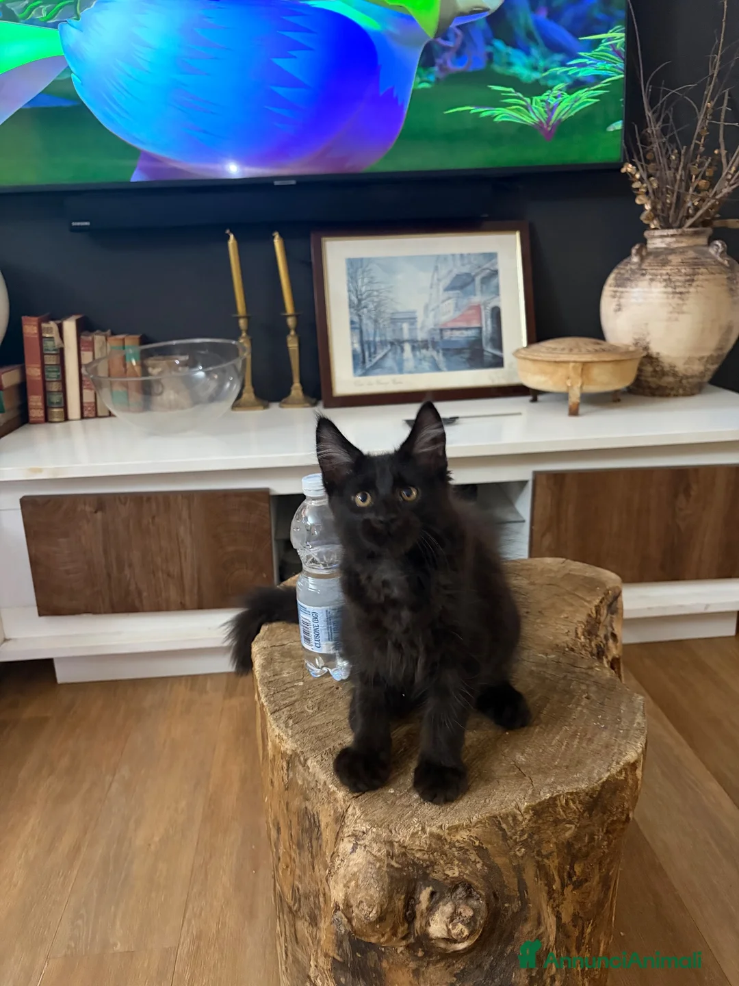 Maine Coon gatti in vendita: Cucciolo Maine coon maschio  - Annuncio 14