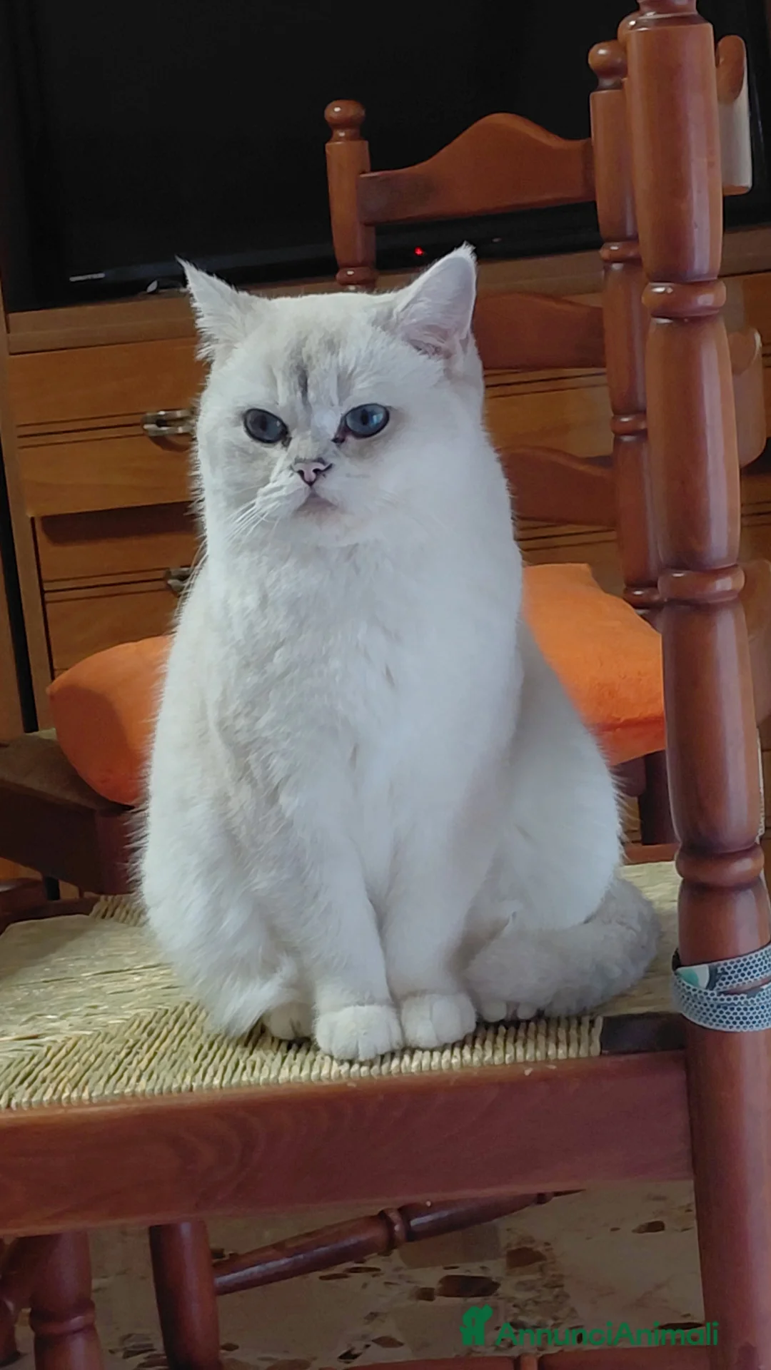 British gatti in vendita: Brithish shorteir bianca occhi blu 9 mesi - Annuncio 3