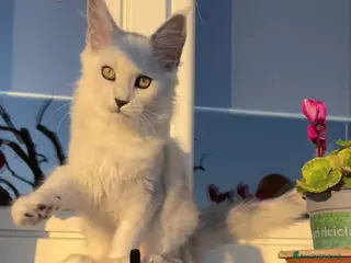 Maine Coon gatti Splendida Maine Coon shaded - Annuncio 1