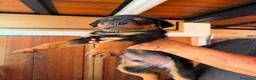 Rottweiler cani in vendita: Cuccioli di rottweiler purissimi  - Annuncio 9