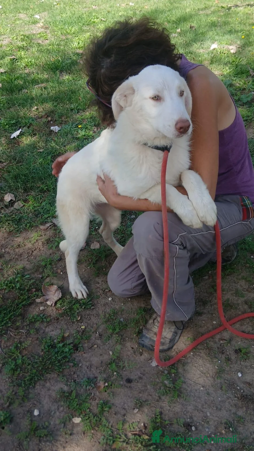 Meticcio cani in regalo: ALBA CUCCIOLA DI 6 MESI CERCA UNA CASA - Annuncio 4