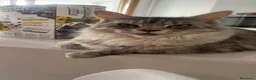 Maine Coon gatti in vendita: Maine coon con pedigree  - Annuncio 2