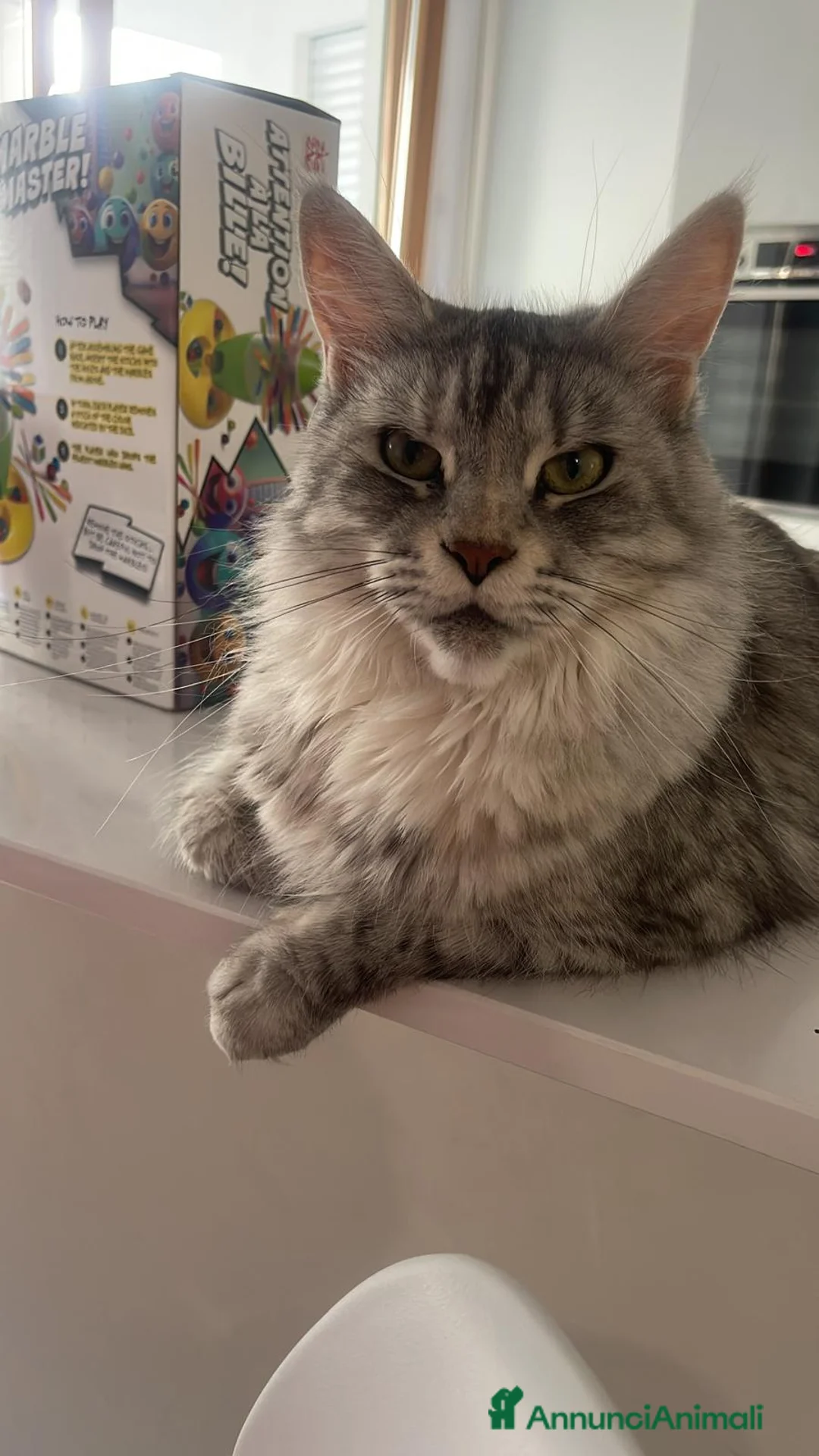 Maine Coon gatti in vendita: Maine coon con pedigree  - Annuncio 2