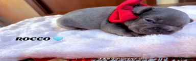 Bulldog Francese Cucciolo 3