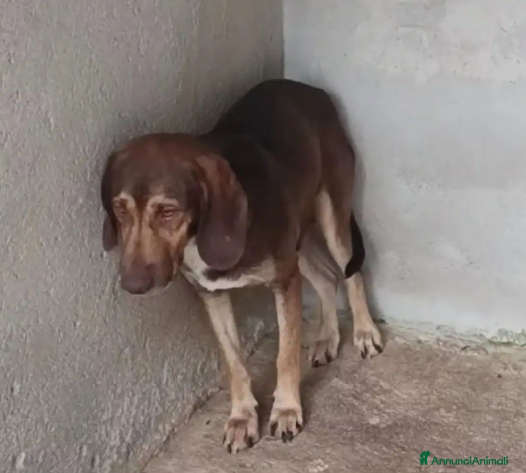 Segugio cani Segugio 1anno salvato in montagna,ora in canileSUD - Annuncio 1