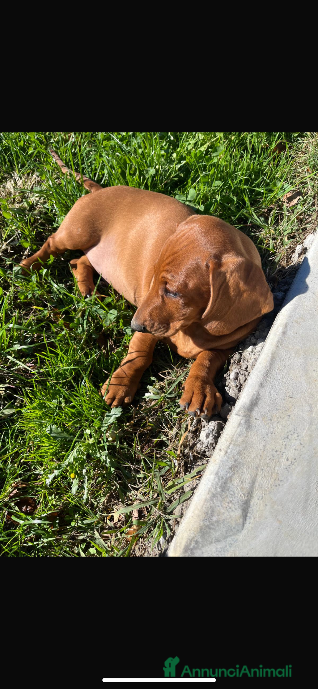 Bassotto cani in vendita: Cucciolo bassotto standard tedesco pelo corto - Annuncio 3