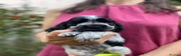 Cocker cani in vendita: cuccioli Cocker Spaniel Inglese  a Provincia di Ravenna - Annuncio 5