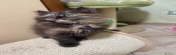 Siberiano gatti in vendita: Ultima meravigliosa cucciola disponibile  - Annuncio 4