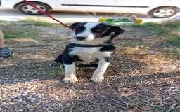 Meticcio cani in regalo: Arabella, 6 mesi  a Provincia di Bergamo - Immagine 2