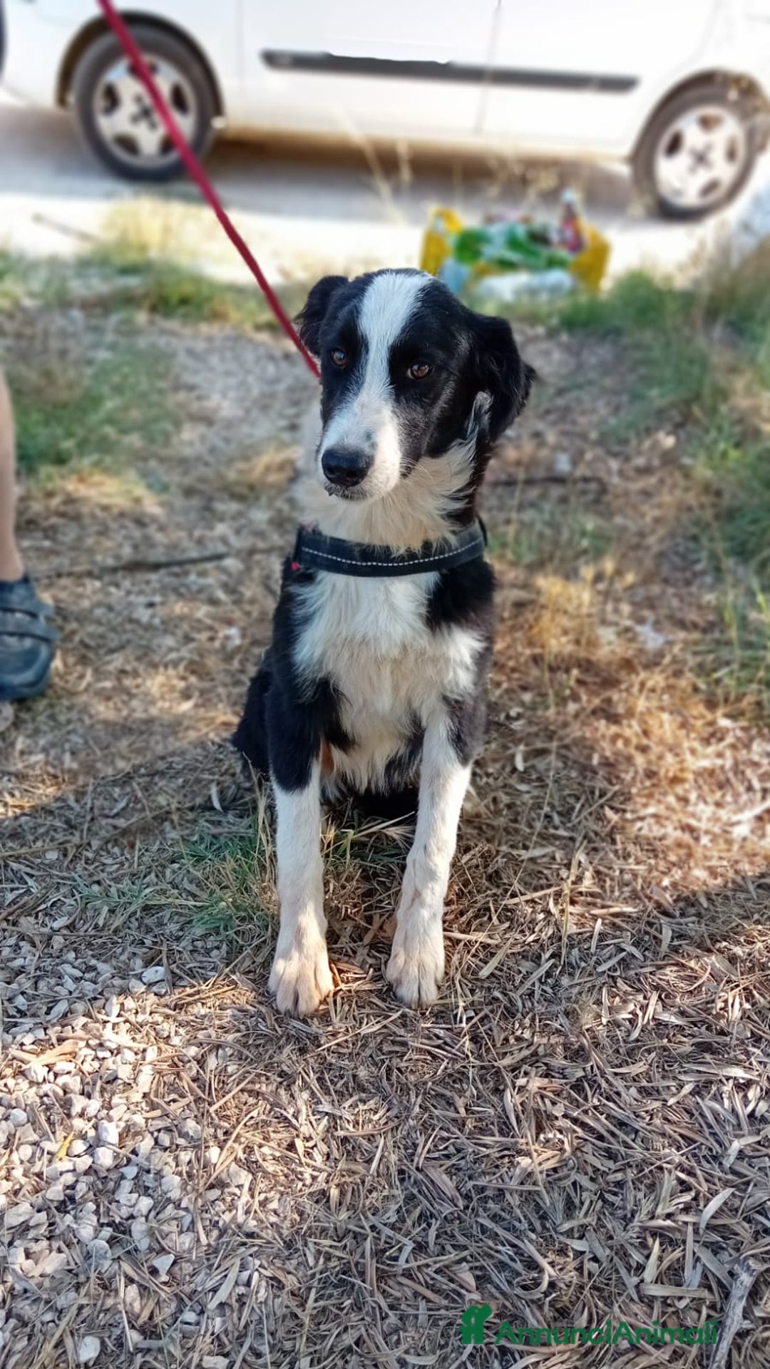 Meticcio cani in regalo: Arabella, 6 mesi  a Provincia di Bergamo - Immagine 2