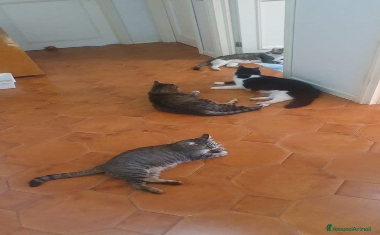 Meticcio gatti a Città metropolitana di Catania - Annuncio 6