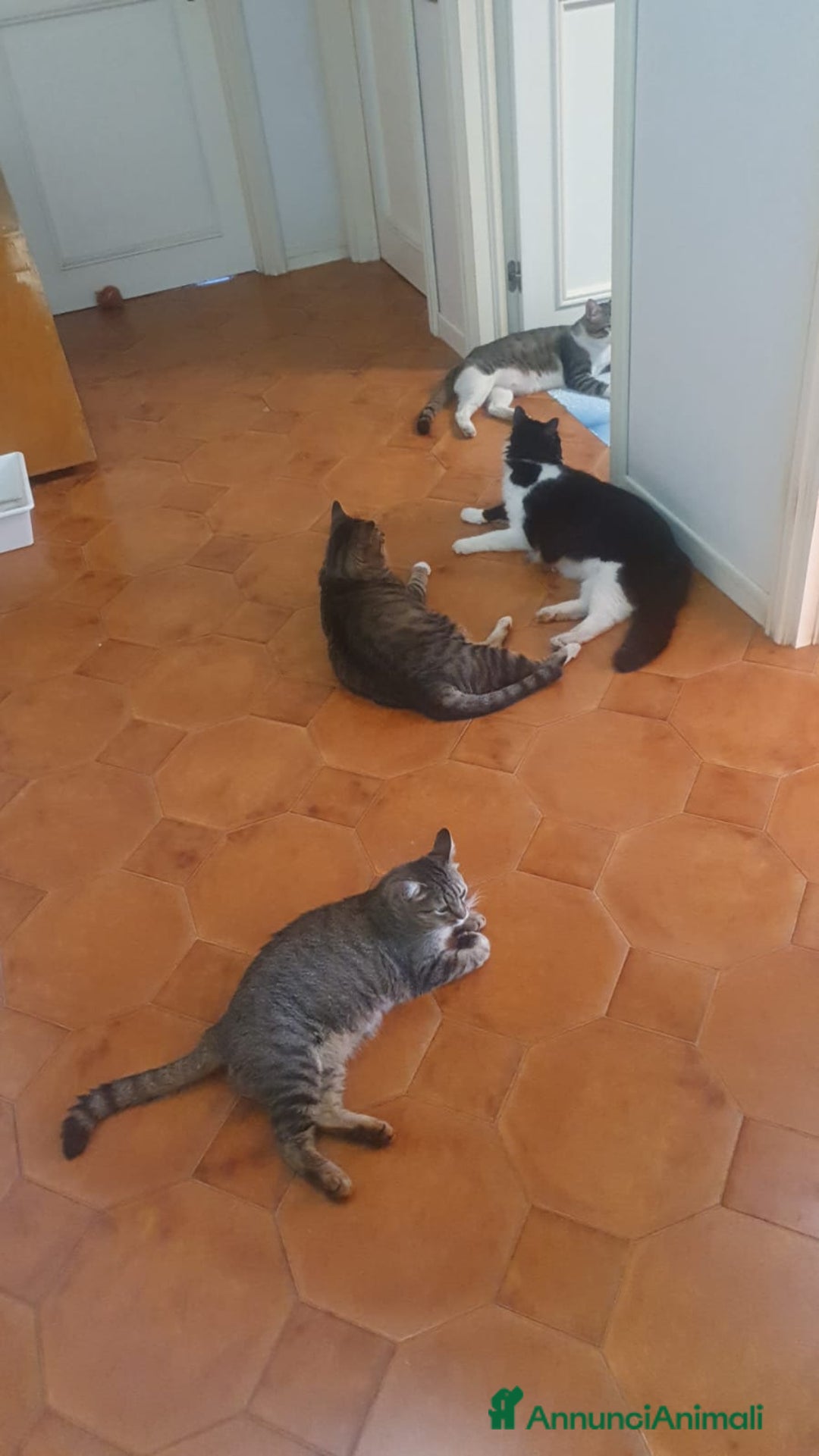 Meticcio gatti in regalo: Cercano casa  a Città metropolitana di Catania - Annuncio 1