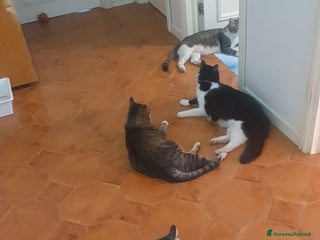 Meticcio gatti Cercano casa a Città metropolitana di Catania - Annuncio 1