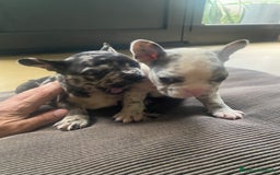 Bandog cani in vendita: Cuccioli di bulldog francese  a Città metropolitana di Milano - Immagine 12