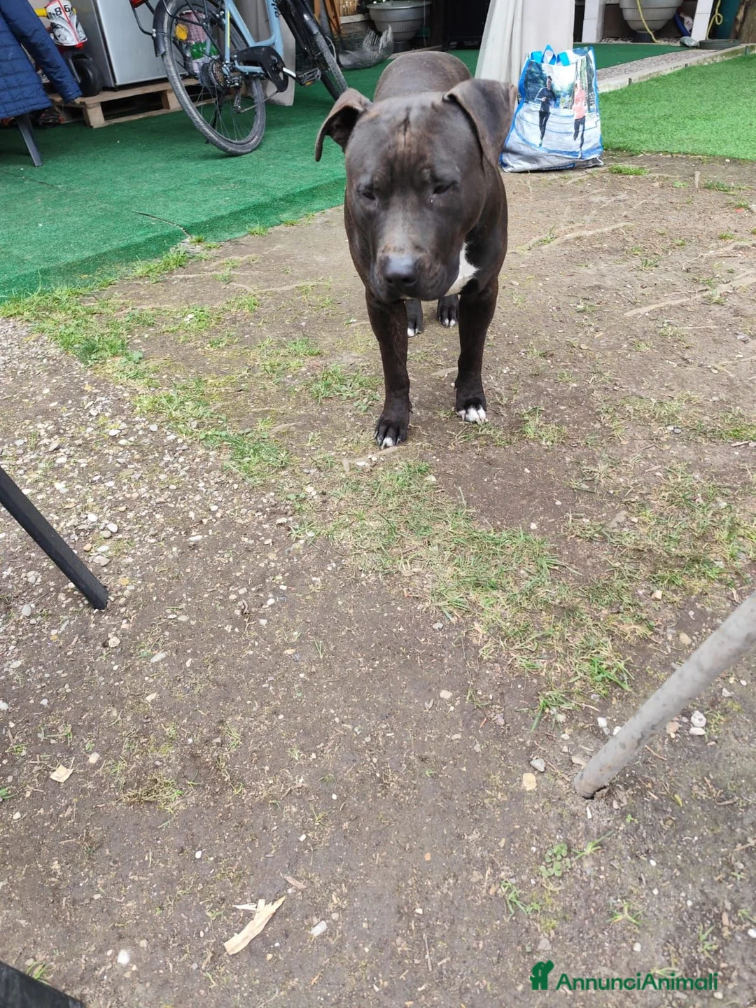 American Staffordshire cani in regalo: Amstaff Maschio 2 anni cerca casa - Annuncio 7