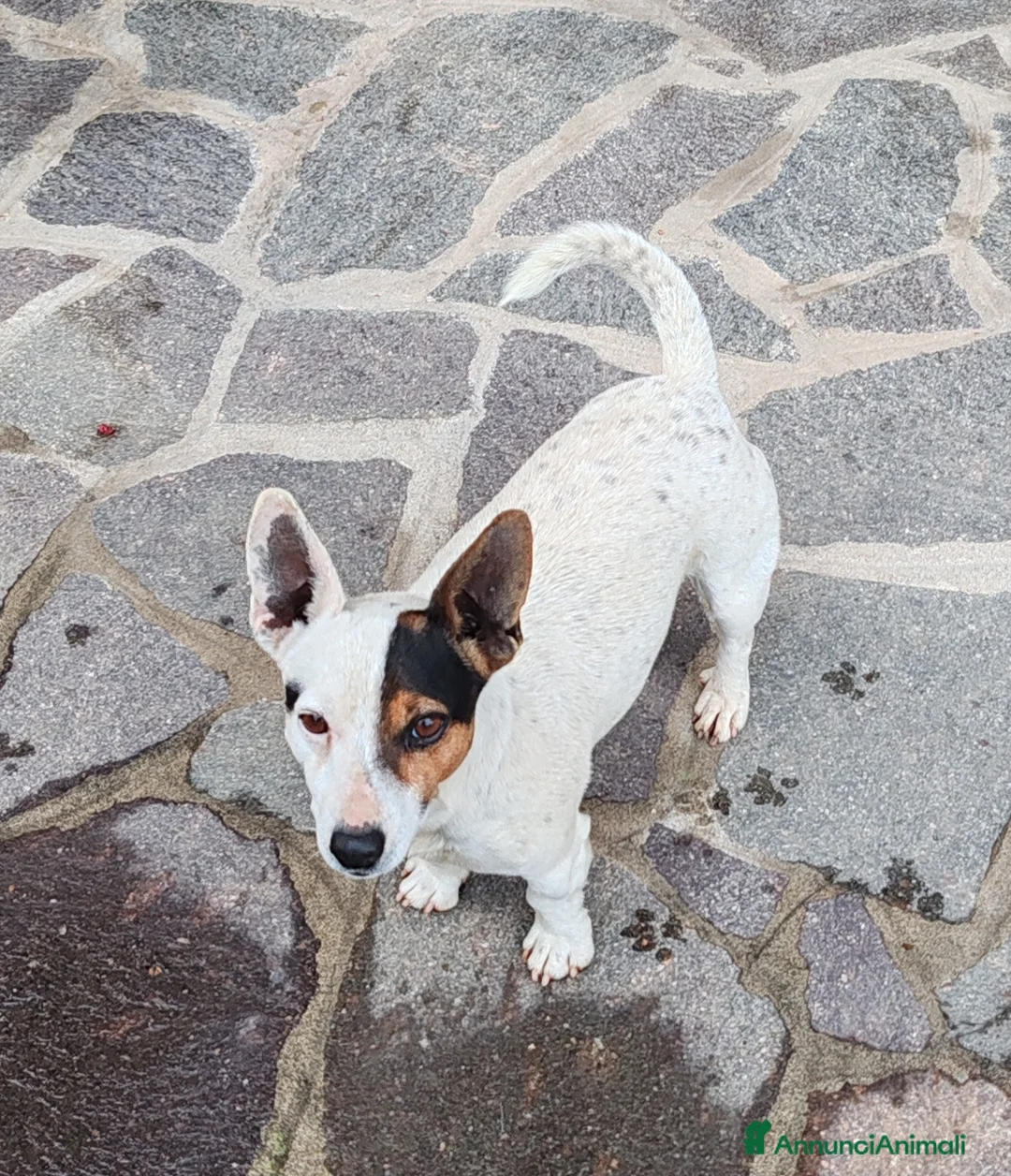 Jack Russell cani in vendita: Jack Russel Terrier  a Provincia di Brescia - Annuncio 2