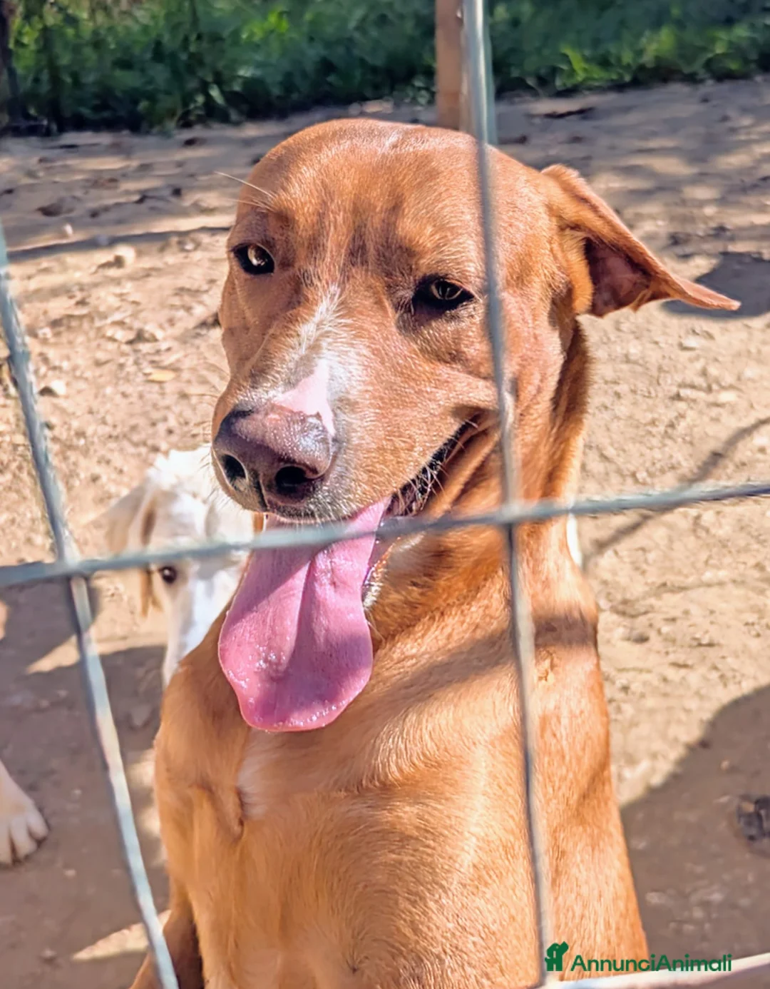 Meticcio cani in regalo: ADOTTA IL SIMPATICO CORFU' a Città metropolitana di Roma Capitale - Annuncio 8