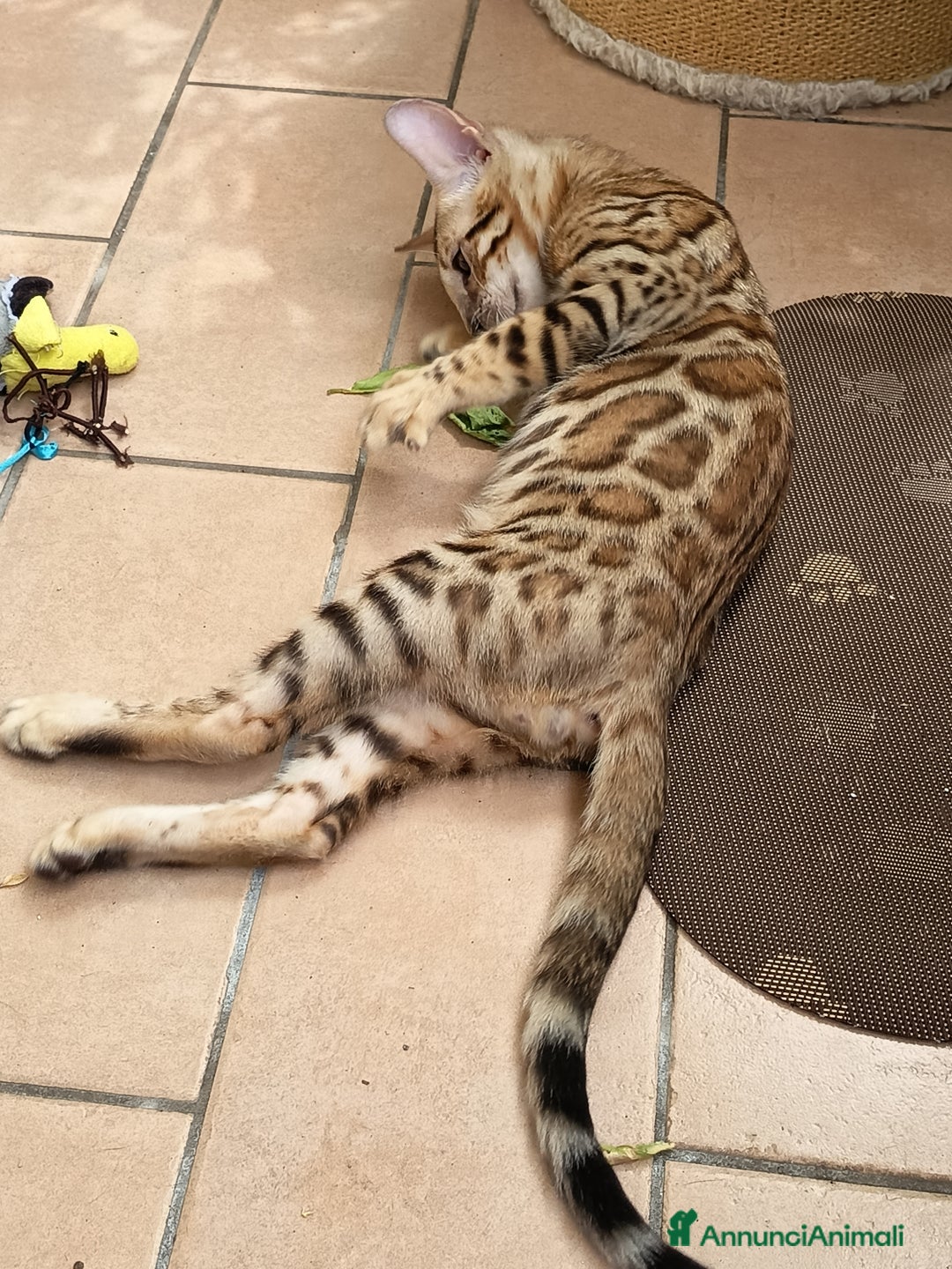 Bengala gatti in vendita: Brown Spotted  a Città metropolitana di Milano - Immagine 4
