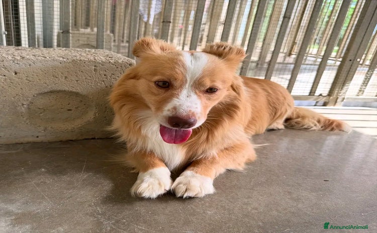 Meticcio cani a Provincia di Treviso - Annuncio 13