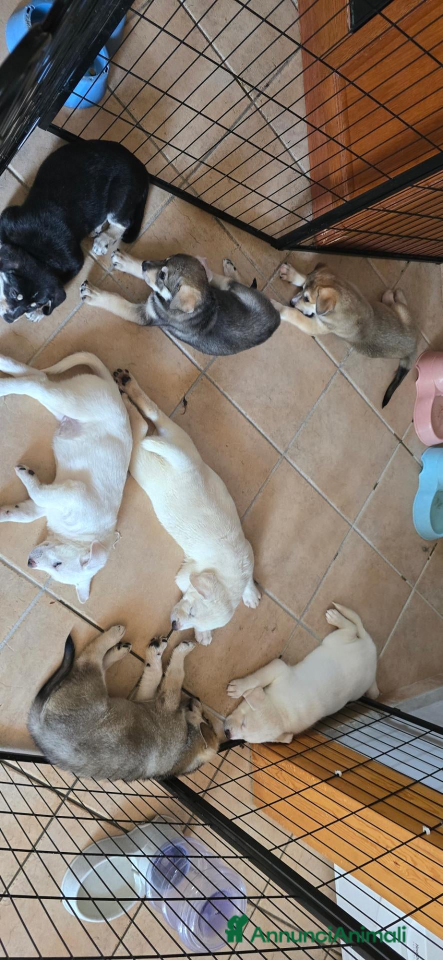 Meticcio cani Regalo cuccioli futura taglia medio-grande  - Annuncio 29