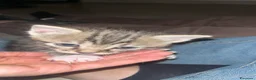 Meticcio gatti in regalo: Regalo gattini a Città Metropolitana di Bologna - Annuncio 5