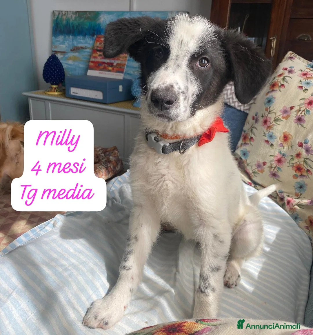 Meticcio cani in regalo: Meticci dimenticati da tutti  a Provincia di Pavia - Annuncio 1