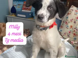 Meticcio cani Meticci dimenticati da tutti - Annuncio 1