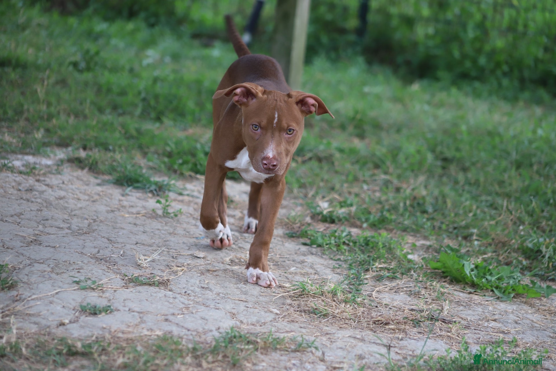 Pitbull cani Cuccioli Pit Bull con pedigree anche a rate - Annuncio 9