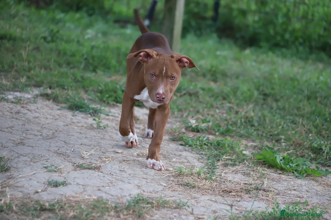 Pitbull cani in vendita: Cuccioli Pit Bull con pedigree anche a rate - Annuncio 1