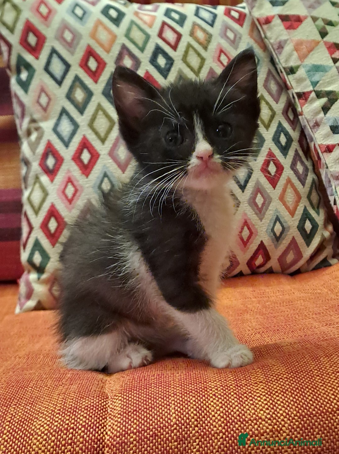 Altre razze gatti in regalo: Raki, micina Toy cerca adozione  a Città metropolitana di Roma Capitale - Annuncio 3