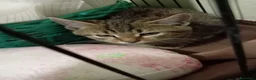 Europeo gatti in regalo: gattino 2 mesi cerca casa❤️ - Annuncio 2