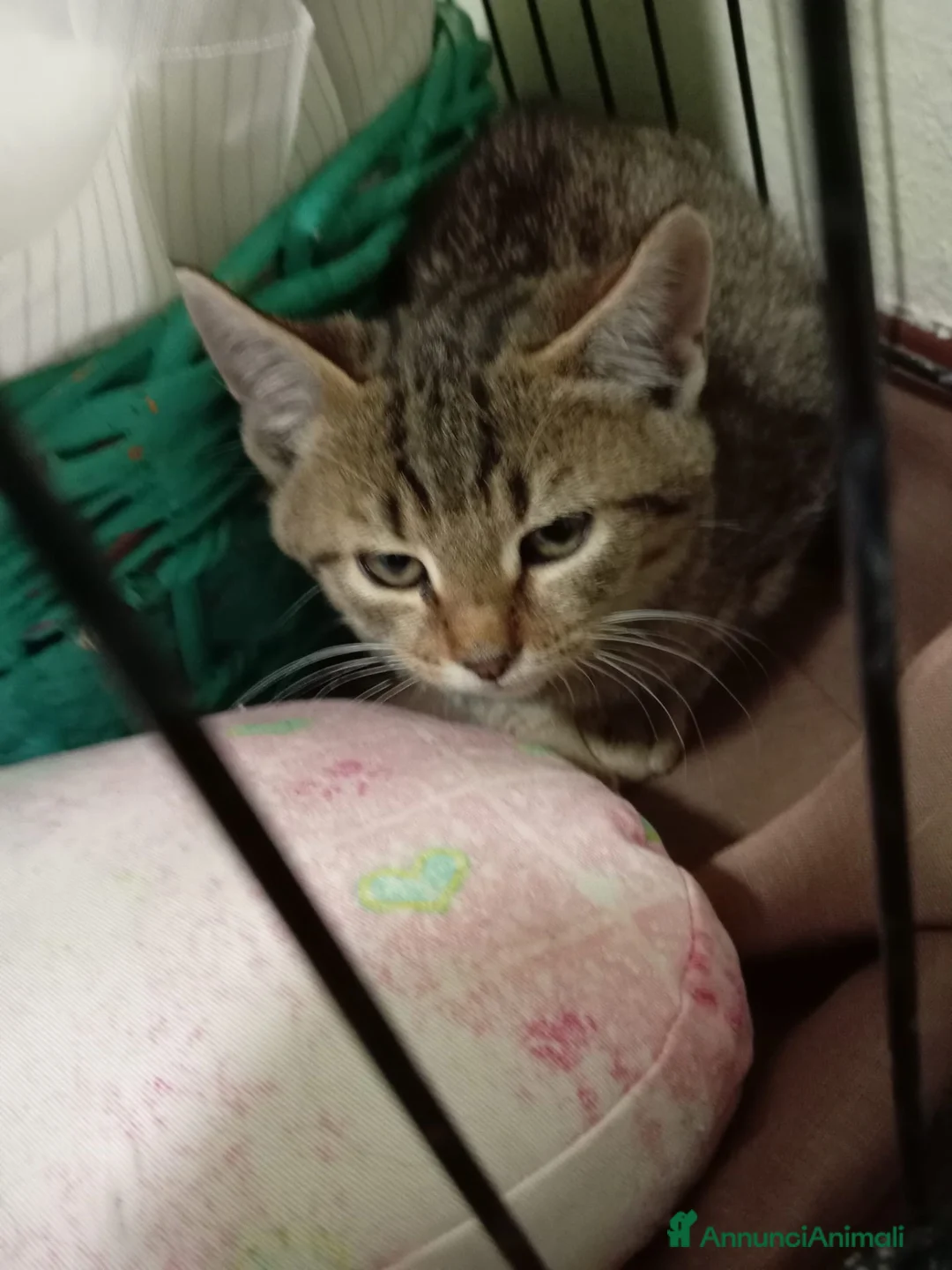 Europeo gatti in regalo: gattino 2 mesi cerca casa❤️ - Annuncio 2