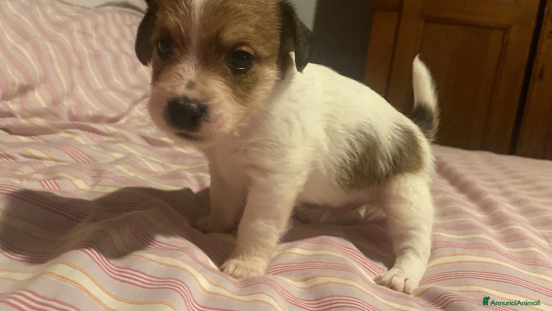 Jack Russell cani in vendita: Jack Russell terrier cucciolo 2 mesi pelo ruvido  - Annuncio 8