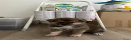 Akita Inu cani in vendita: cucccioli - Annuncio 9