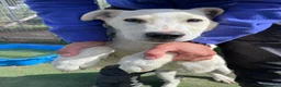 Meticcio cani in regalo: Cucciolo simil Labrador  a Città metropolitana di Roma Capitale - Annuncio 5