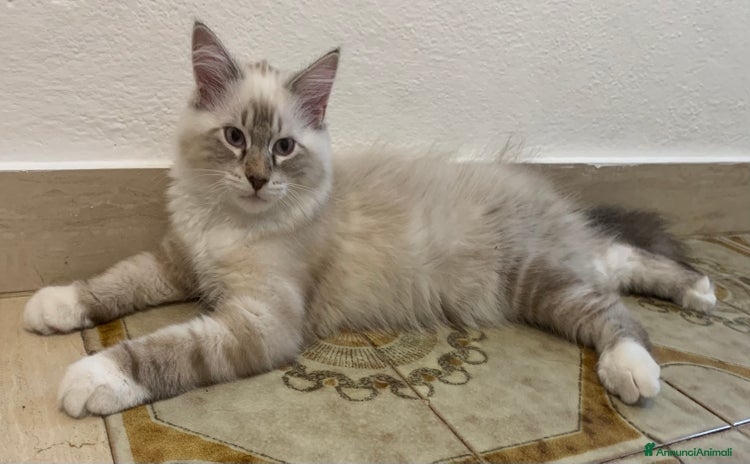 Siberiano gatti a Provincia di Reggio Emilia - Annuncio 20