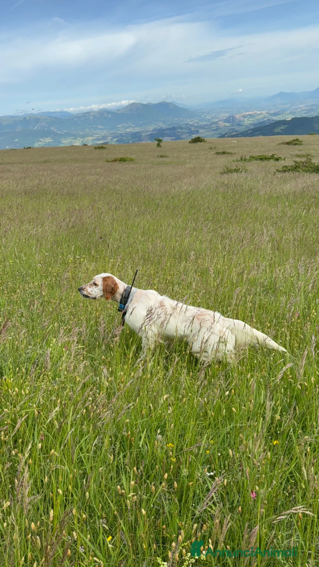 Setter Inglese cani in vendita: Cuccioli setter inglese  - Annuncio 2