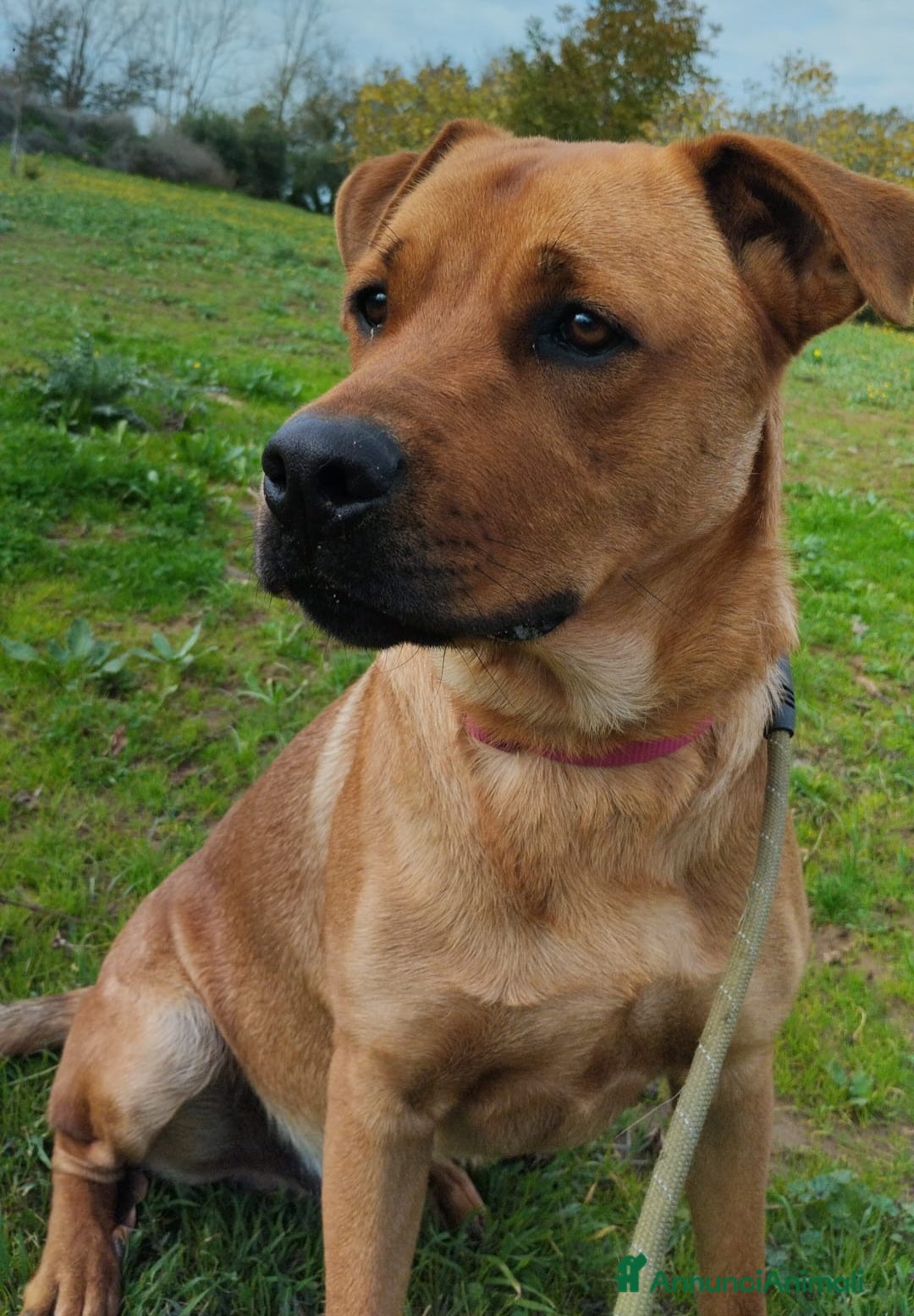 Meticcio cani UNA MAMMA PER SYMON - Annuncio 7