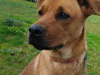 Meticcio cani UNA MAMMA PER SYMON - Annuncio 7