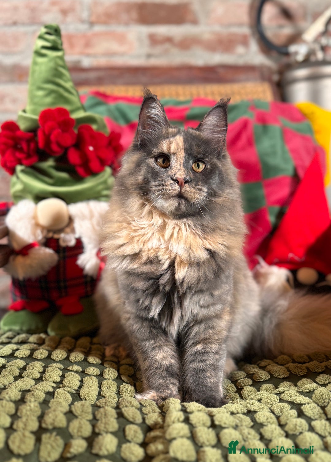 Maine Coon gatti in vendita: Maine Coon femmine tortie solide pedigree Anfi - Annuncio 2