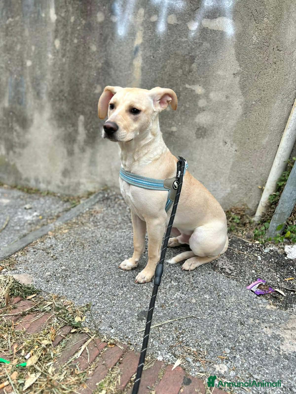 Meticcio cani in regalo: Milo  - Annuncio 8