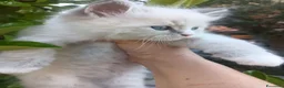 Siberiano gatti in vendita: Disponibili cuccioli di Siberiani Neva Masquerade  - Annuncio 5