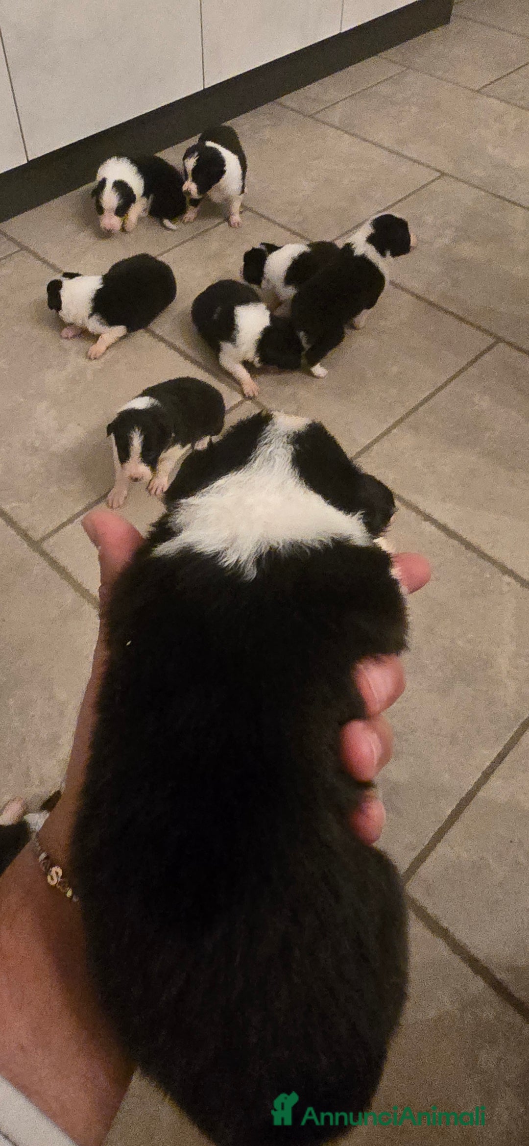 Border Collie cani in vendita: Cuccioli di border collie  - Annuncio 19